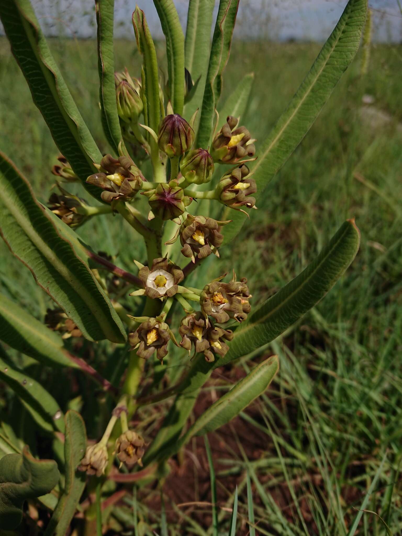 Image of Parapodium costatum E. Mey.