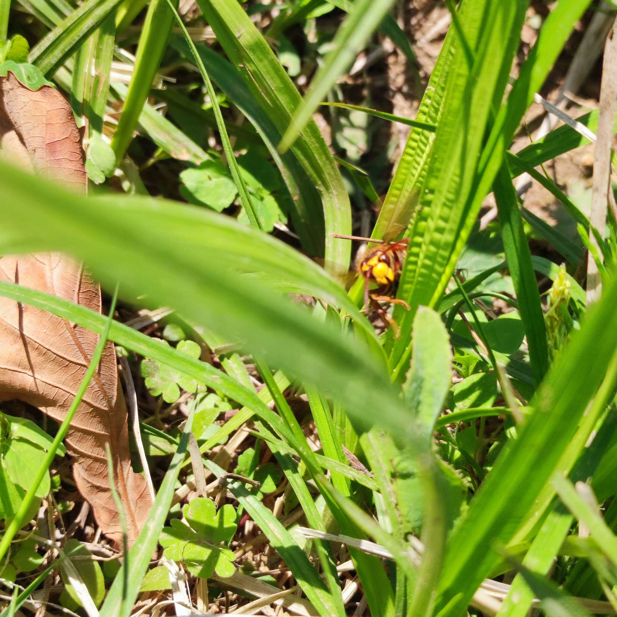 Image de Vespula koreensis (Rad. 1887)