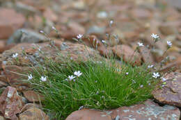 Image of Eremogone lychnidea (M. Bieb.) Rupr.