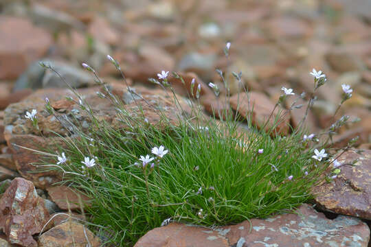 Слика од Eremogone lychnidea (M. Bieb.) Rupr.