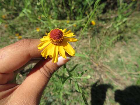 Image of Helenium amphibolum