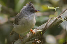 Image of Black-chinned Yuhina