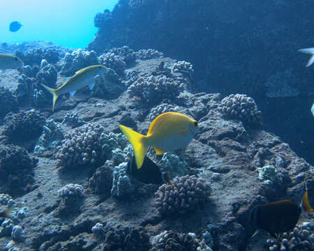 Image of Hawaiian chub