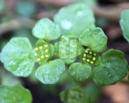 Plancia ëd Chrysosplenium lanuginosum Hook. fil. & Thoms.