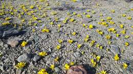 Image of Romulea tortuosa subsp. tortuosa