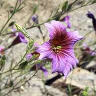 Image of salpiglossis