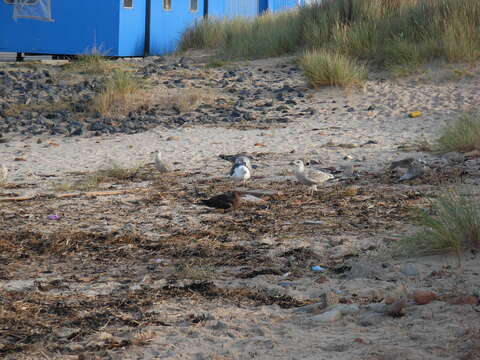 Image of Great Skua