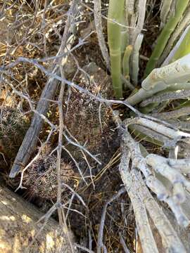 Слика од Echinocereus ferreiranus
