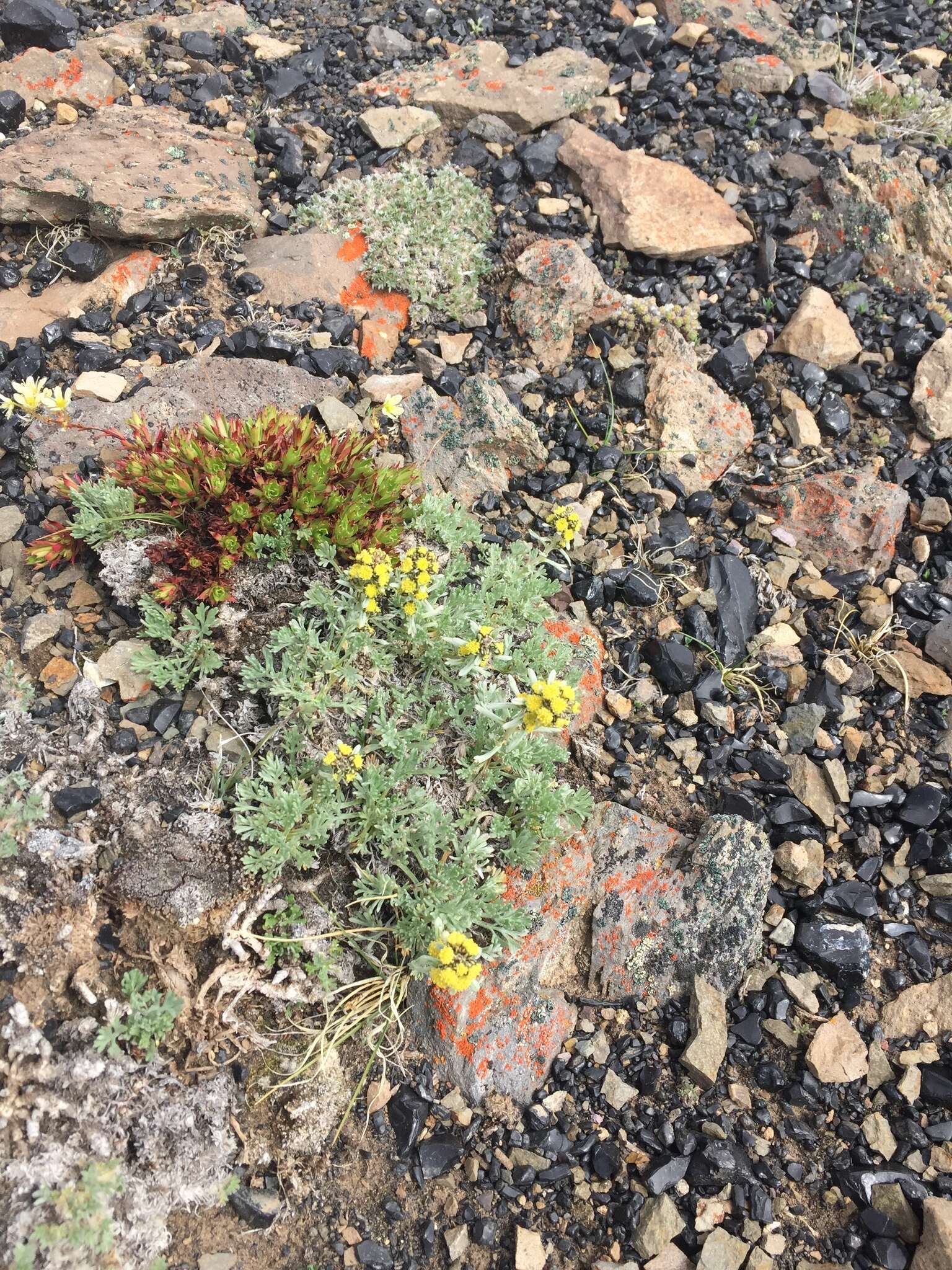 Imagem de Saxifraga tricuspidata Rottb.