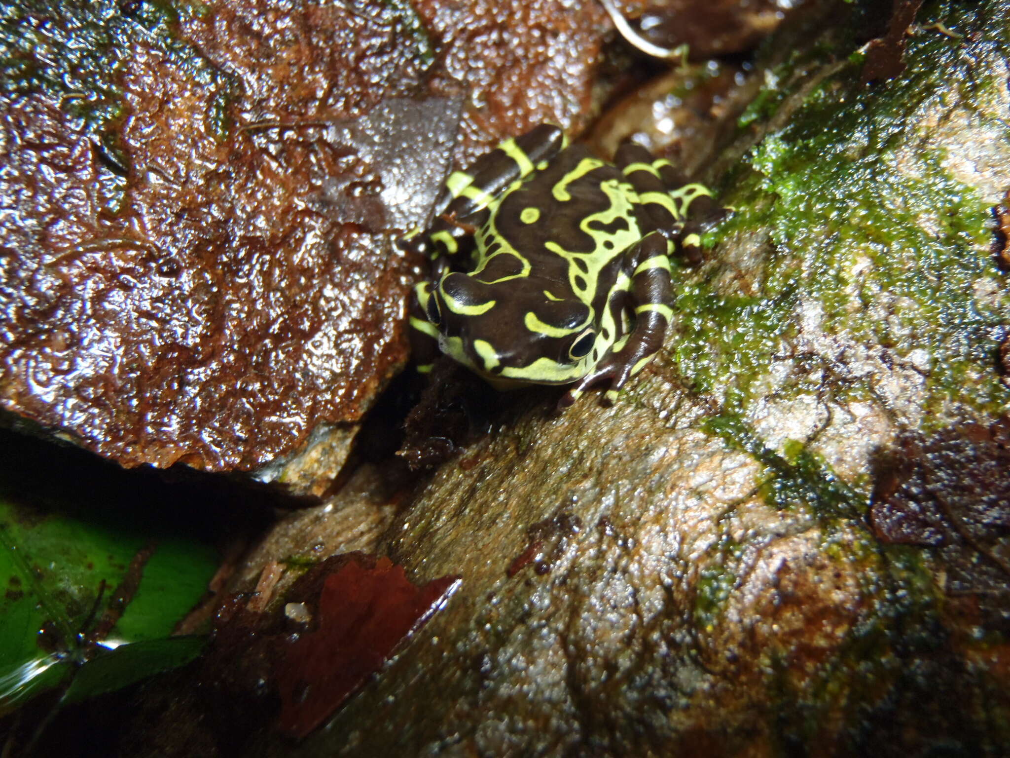 Image of Atelopus spumarius Cope 1871