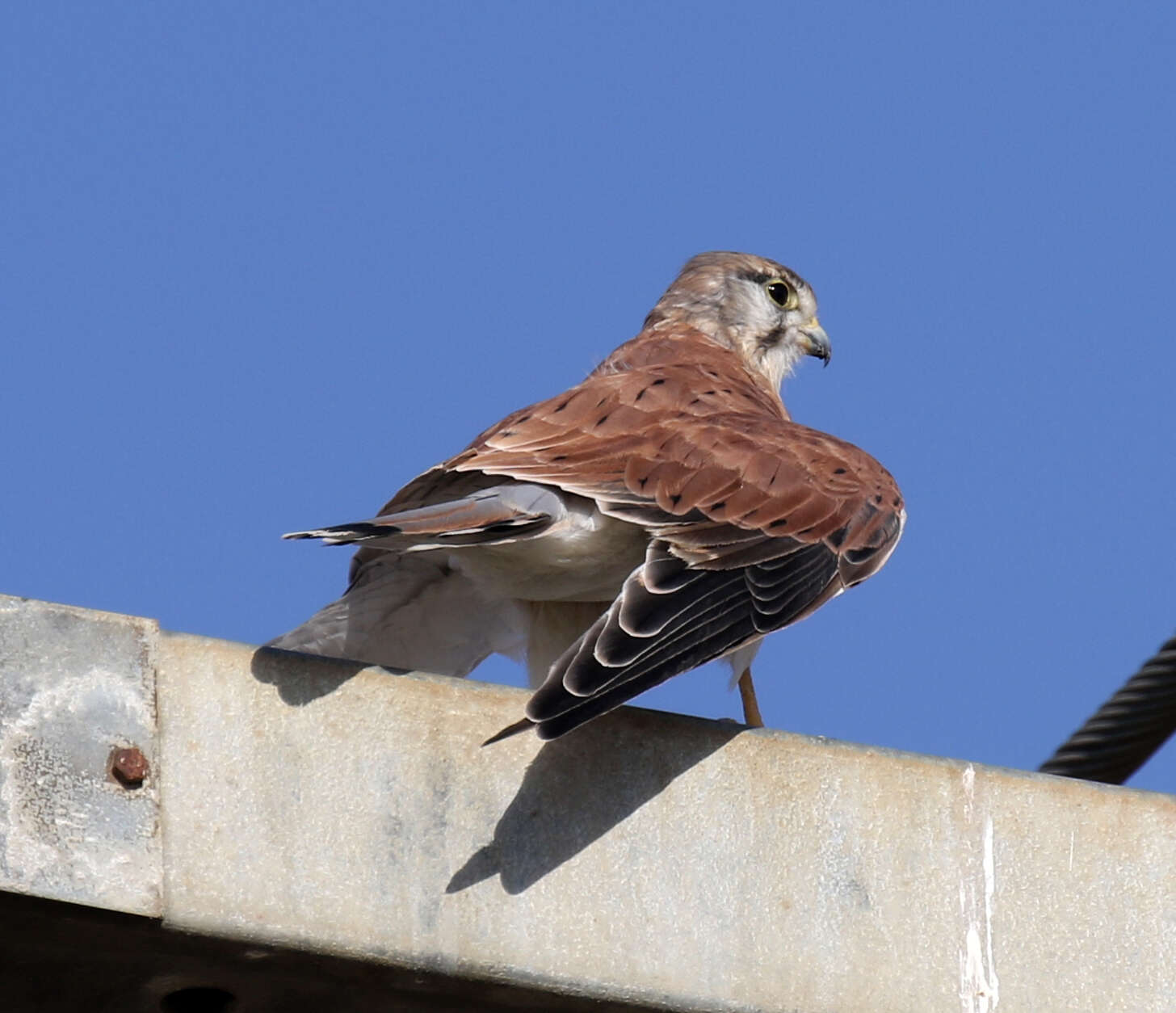 Image of Australian Kestrel