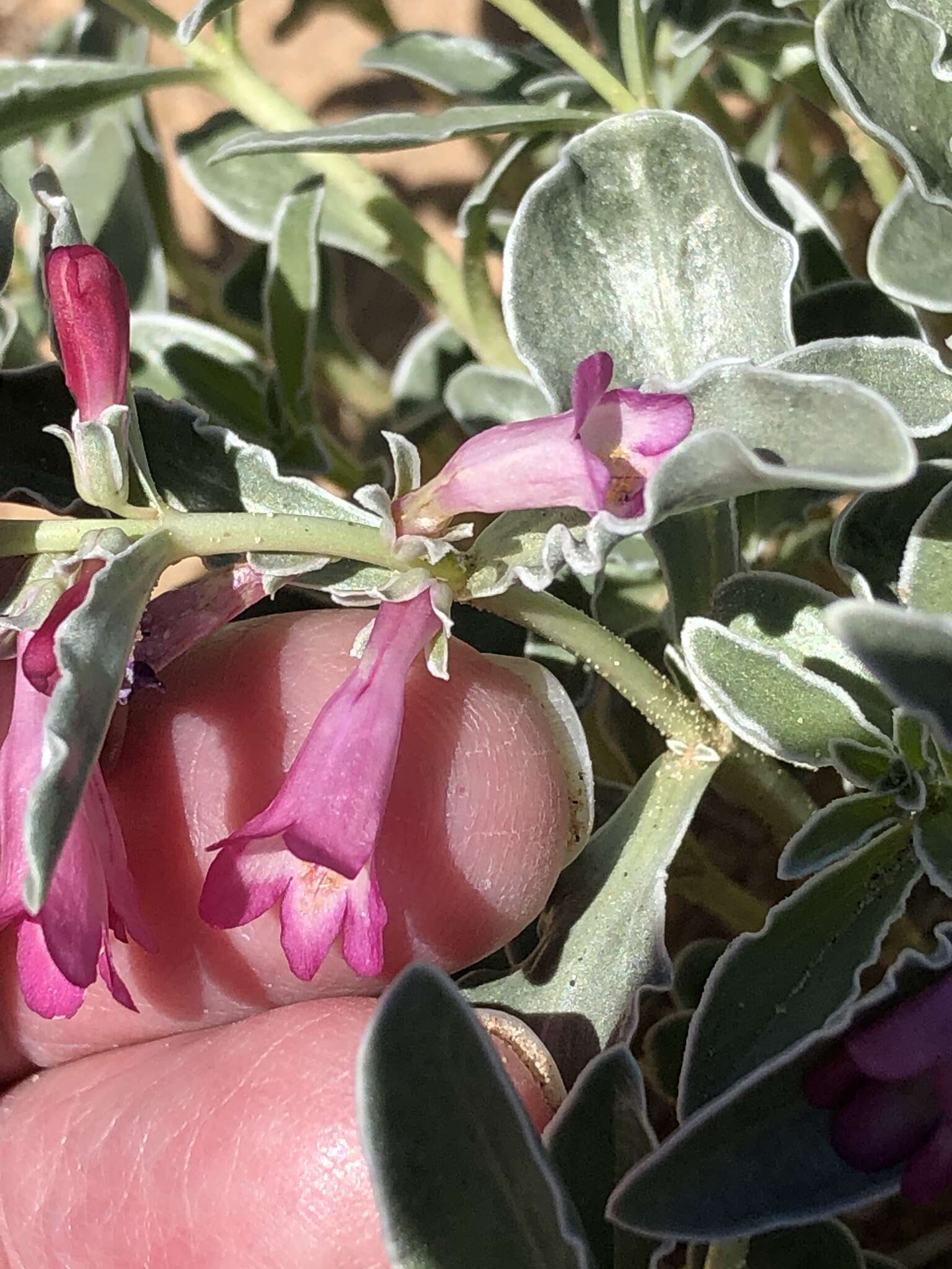 Image de Penstemon albomarginatus M. E. Jones