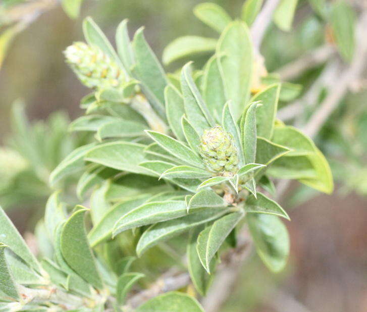 Image of Otholobium striatum (Thunb.) C. H. Stirt.