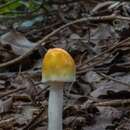 Image de Amanita silvatica Guzmán 1982