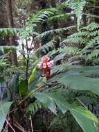 Image of Alpinia sessiliflora Kitam.