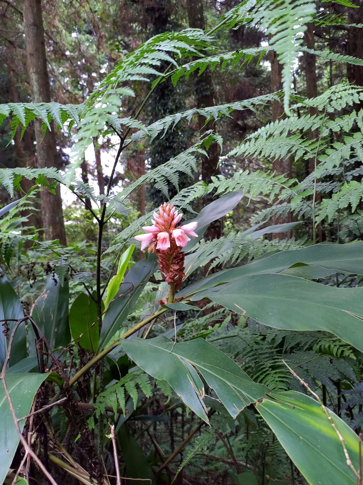 Image of Alpinia sessiliflora Kitam.