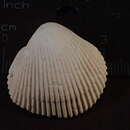 Image of Vepricardium asiaticum (Bruguière 1789)