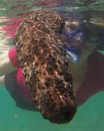 Image of Three-rowed Sea Cucumber