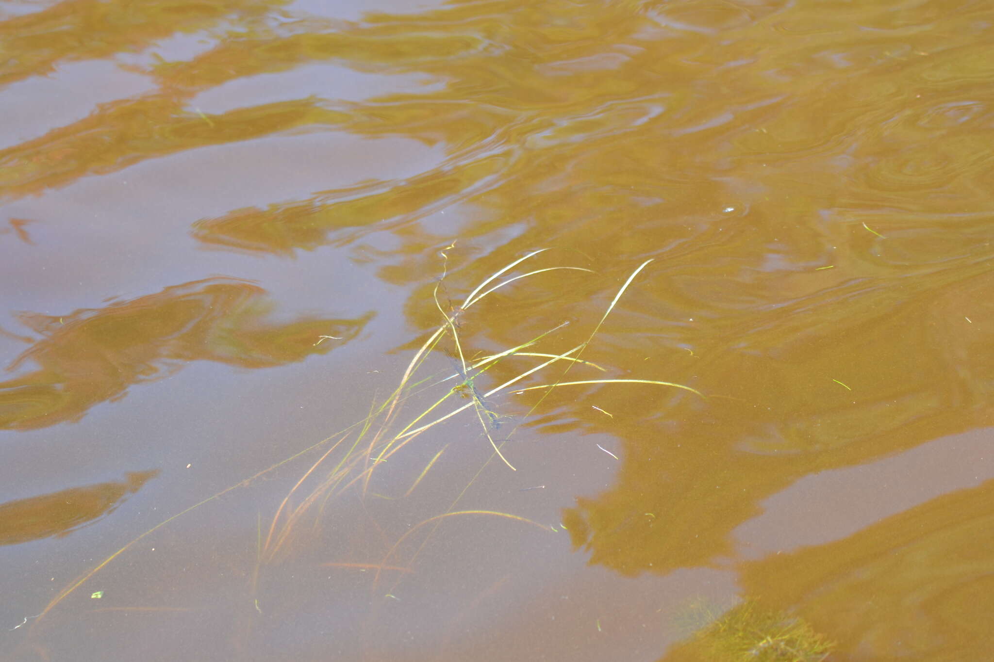 Image of Floating Bur-reed