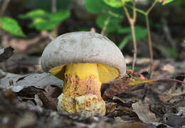 Image de Butyriboletus fechtneri (Velen.) D. Arora & J. L. Frank 2014