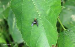 Image of Prosthiochaeta bifasciata Hara 1987