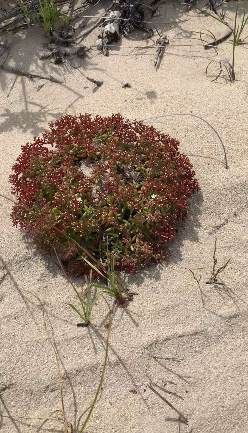 Image of Thread Stonecrop