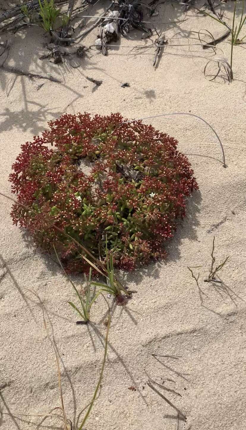 Image of Crassula expansa subsp. filicaulis (Haw.) Tölken