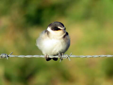 Image of White-rumped Swallow