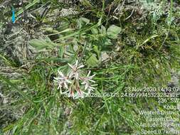 Image of Pelargonium auritum subsp. carneum (Harv.) J. J. A. V. D. Walt