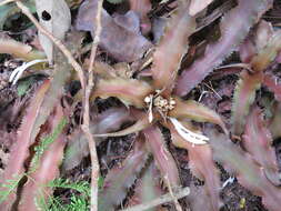 Image of Cryptanthus acaulis (Lindl.) Beer