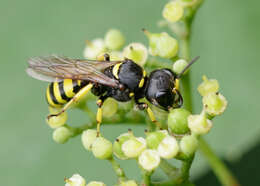 Ectemnius cephalotes (Olivier 1792)的圖片