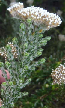 Image of Honey Flowerbush