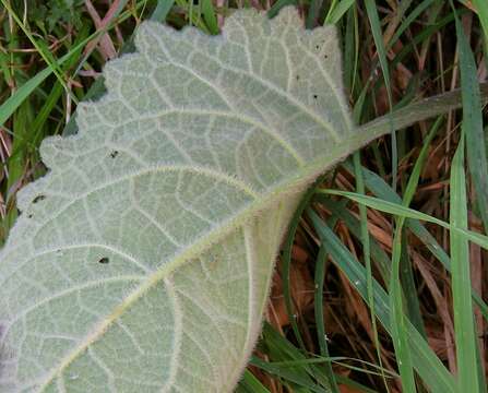 صورة Verbascum alpinum Turra