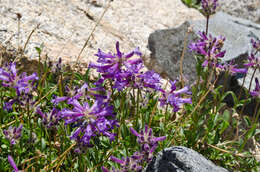 Image of Sierra beardtongue