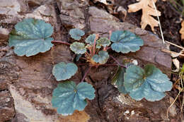 Image de Heuchera glomerulata C. O. Rosend. Butters & Lakela