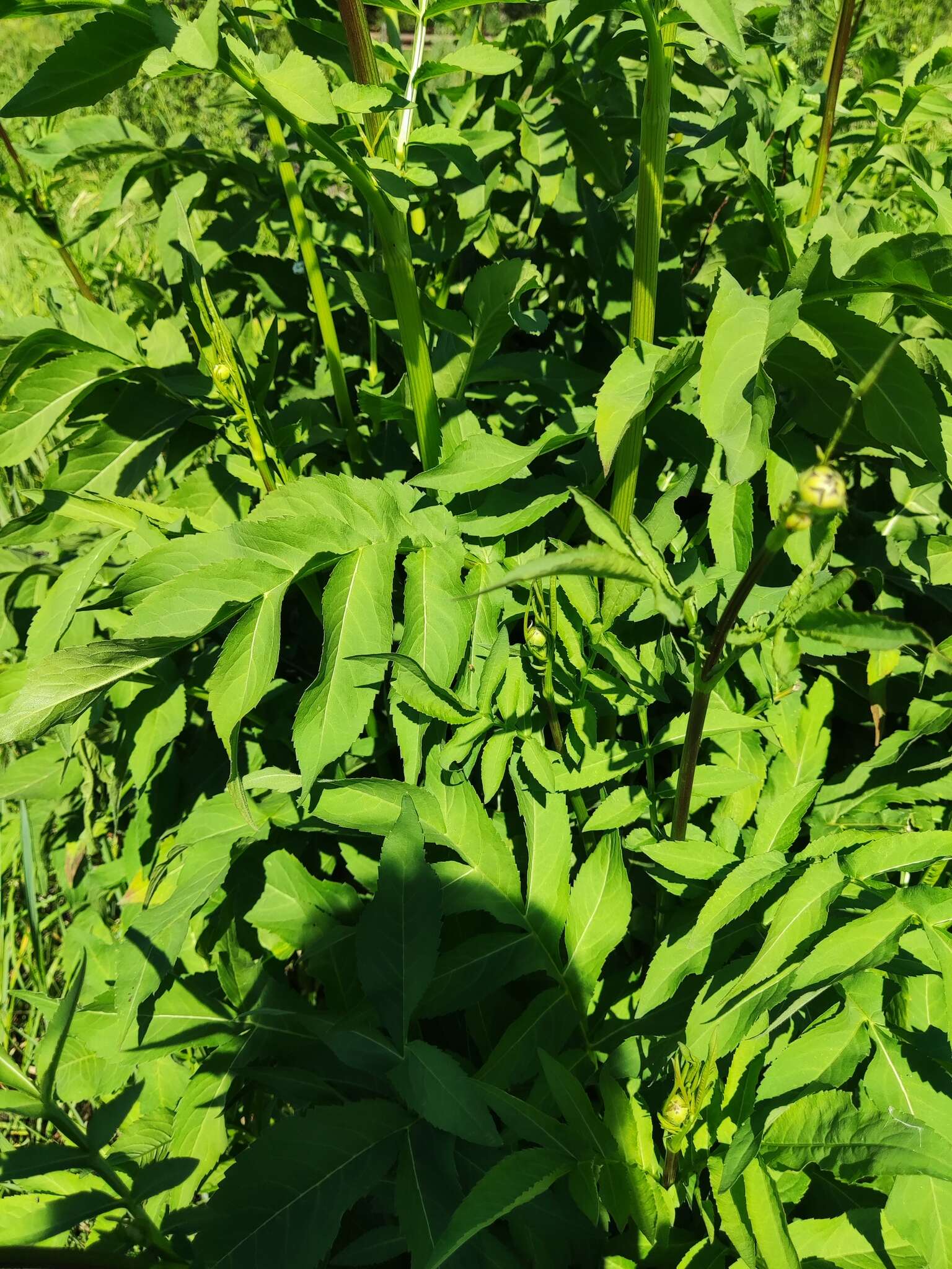 Image of Cephalaria litvinovii Bobrov