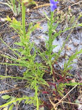 Image of Lobelia comosa L.