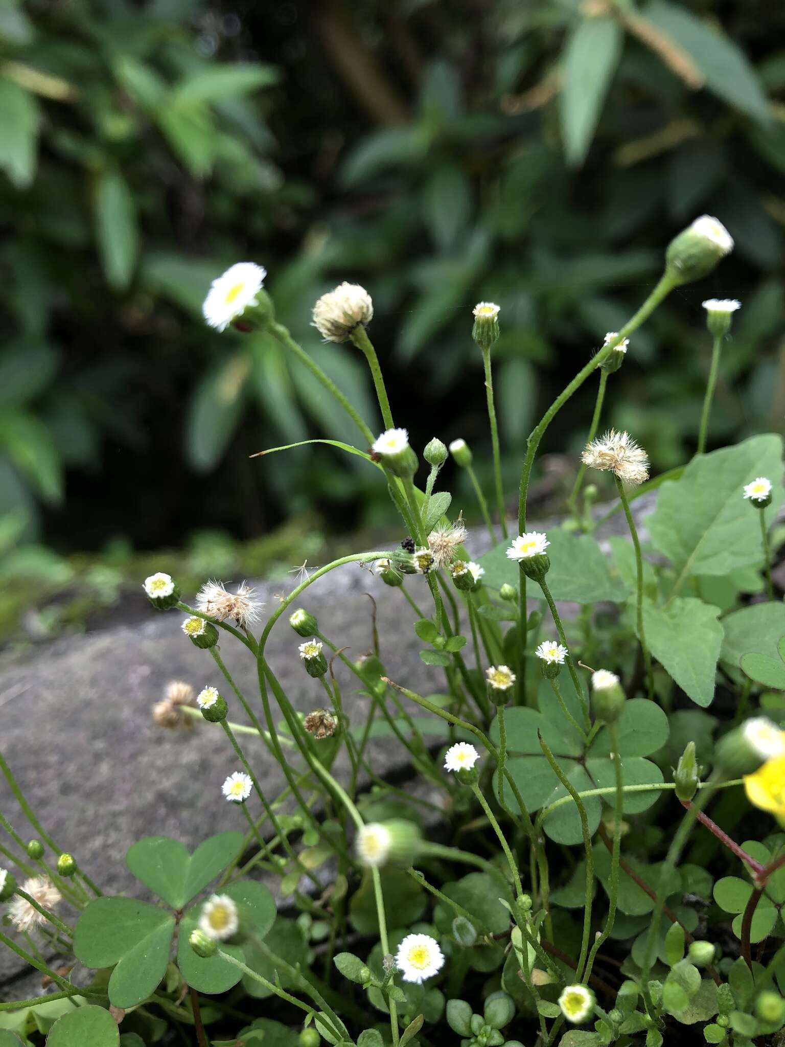 Слика од Erigeron bellioides DC.