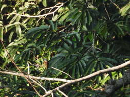 Image of Purplish Jacamar