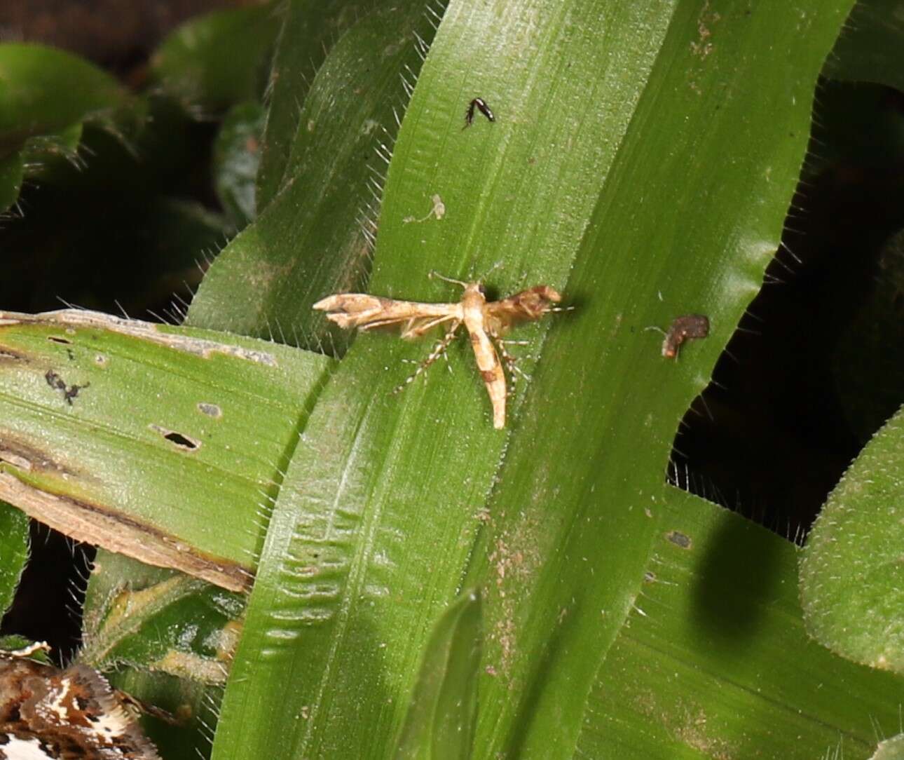 Image de Nippoptilia cinctipedalis Walker 1864