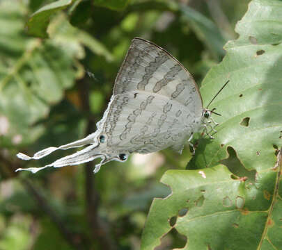 Image of Neomyrina hiemalis (Godman & Salvin 1878)