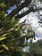 Image of Laelia gloriosa (Rchb. fil.) L. O. Williams