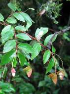 Image of fuchsia begonia