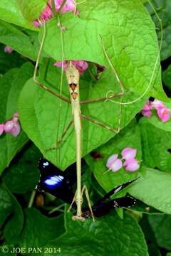 Euchomenella heteroptera de Haan 1842 resmi