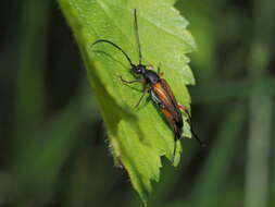 Image de Stenurella (Stenulleroides) jaegeri (Hummel 1825)