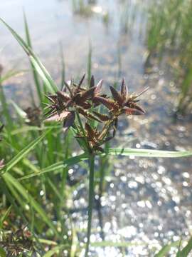 Image of Cyperus nitidus Lam.