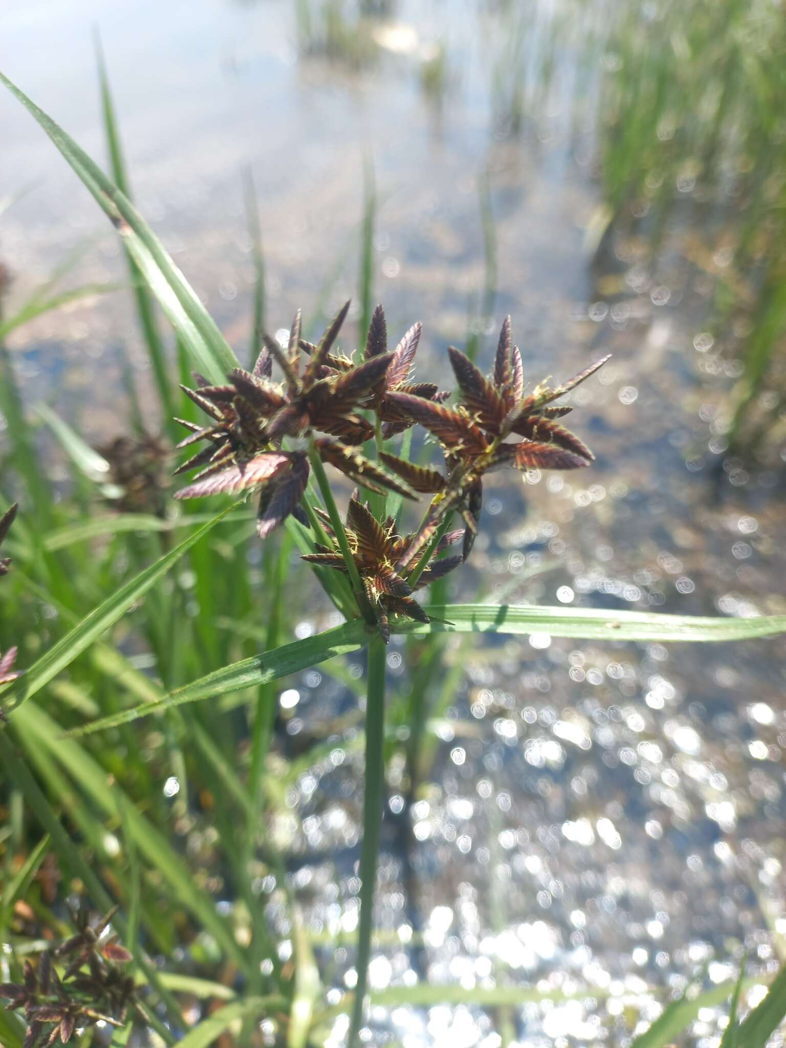 Cyperus nitidus Lam.的圖片