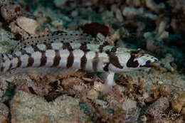 Image of Reticulated sandperch