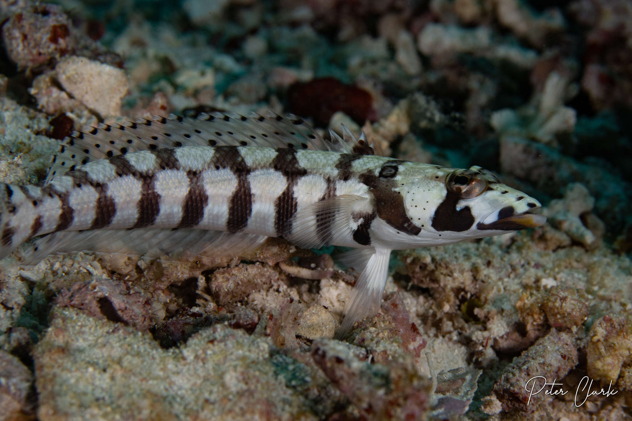 Image of Reticulated sandperch