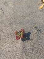 Image of seaside amaranth